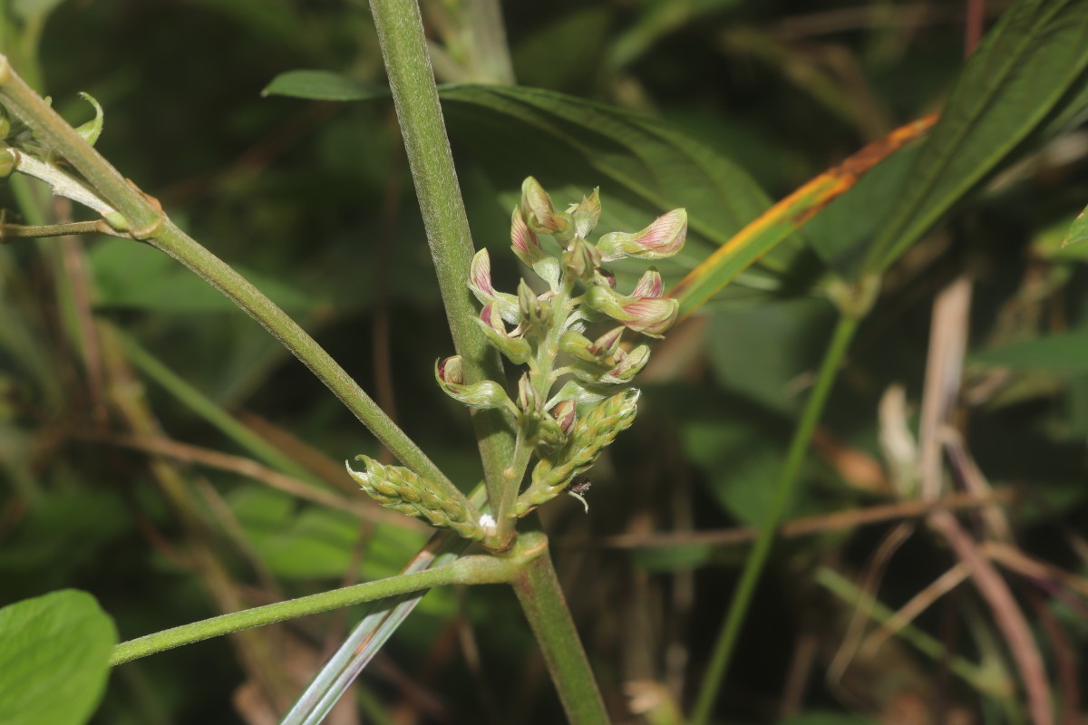 Flemingia macrophylla (Willd.) Kuntze ex Merr.